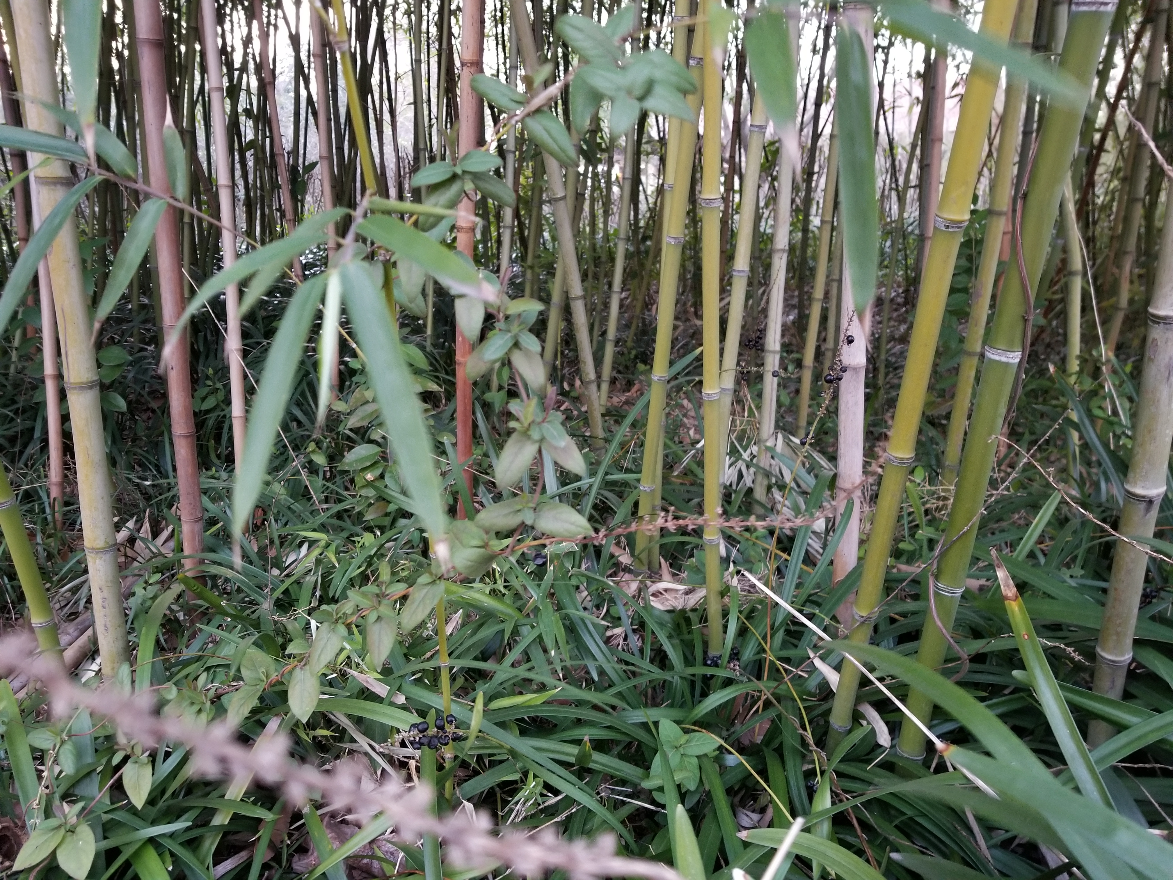 USG6320 TCP未分片导致的部份包被丢弃的排查-竹影清风阁